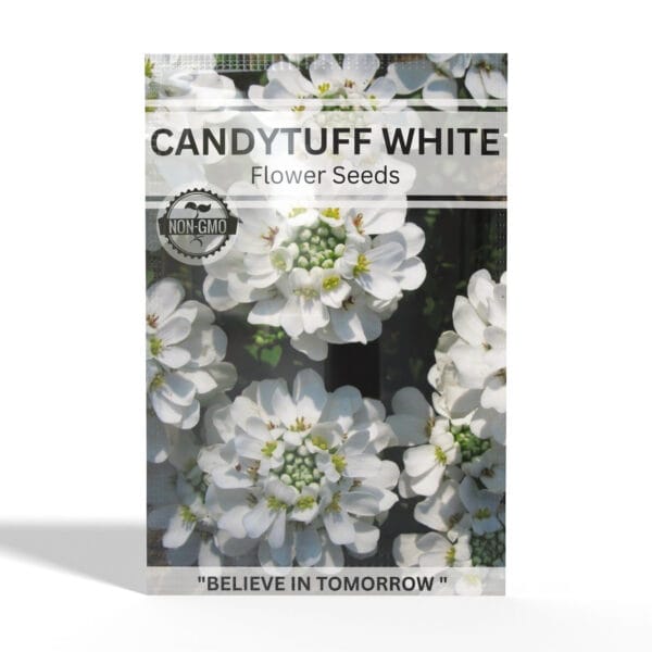 Candytuft-White
