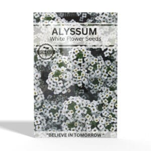 Alyssum-White