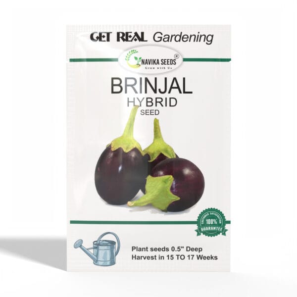 Brinjal