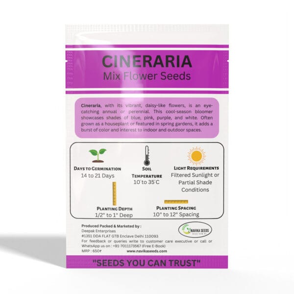 Cineraria - Image 2