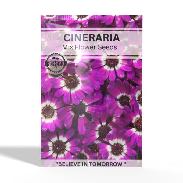 Cineraria
