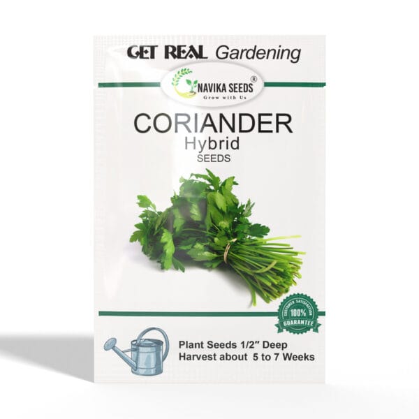 Coriander