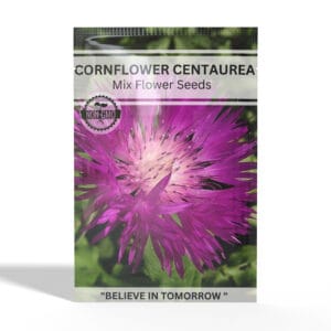 Cornflower-Centaurea