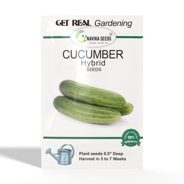 Cucumber