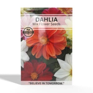 Dahlia