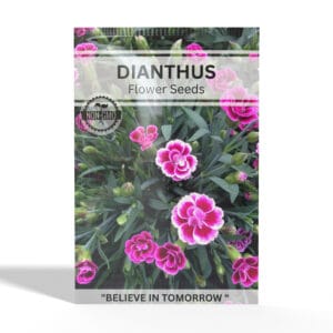 Dianthus