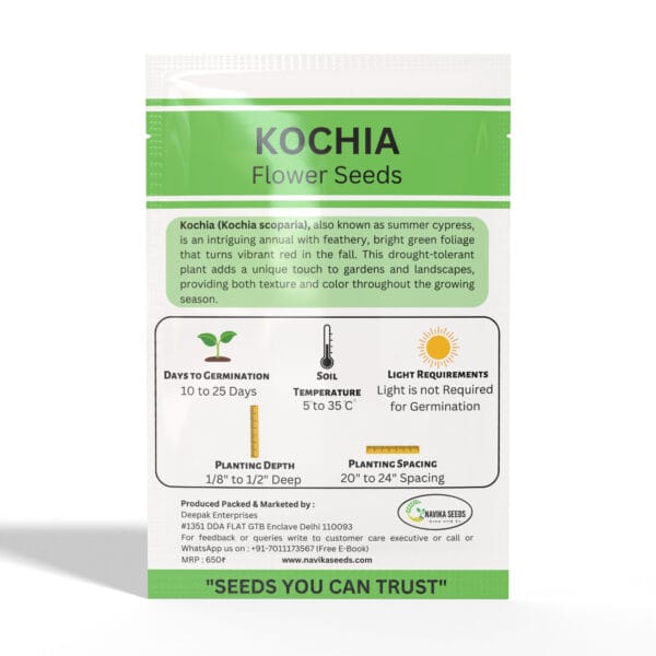 Kochia - Image 2