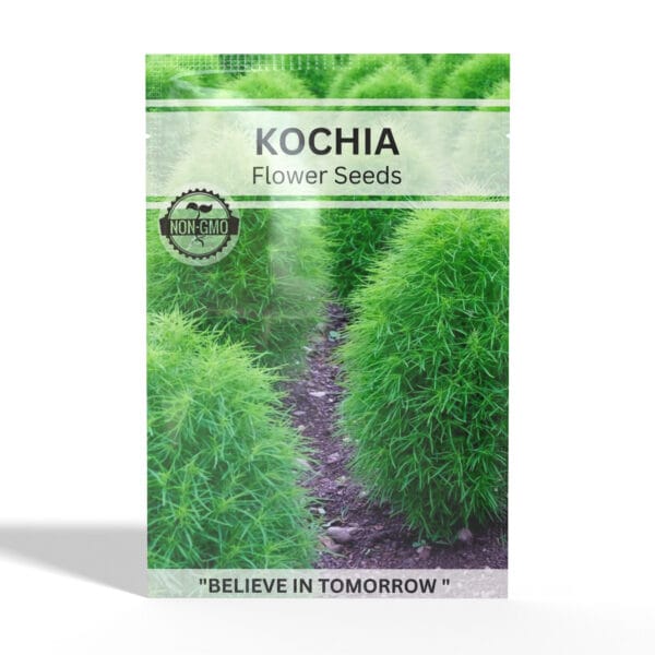 Kochia