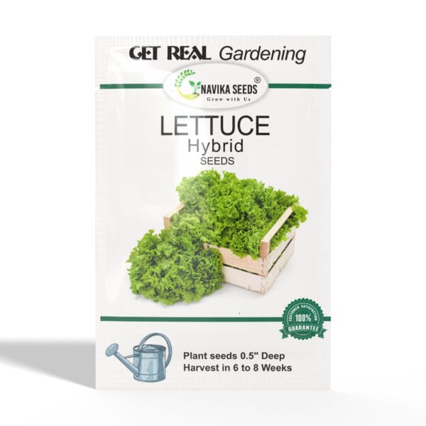 Lettuce-Grandrapid