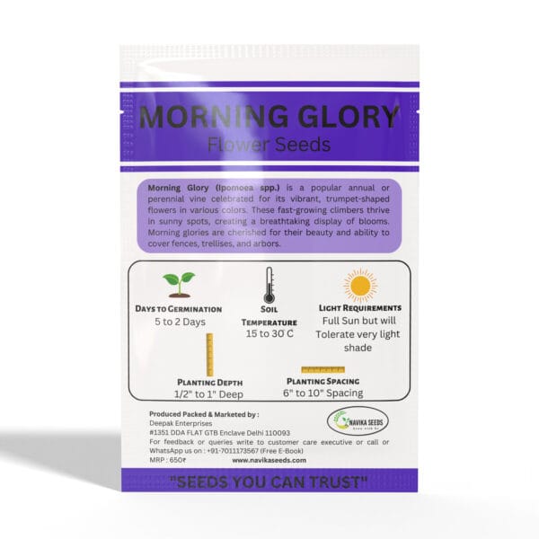 Morning-Glory - Image 2