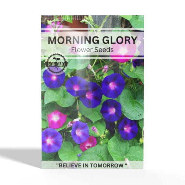 Morning-Glory