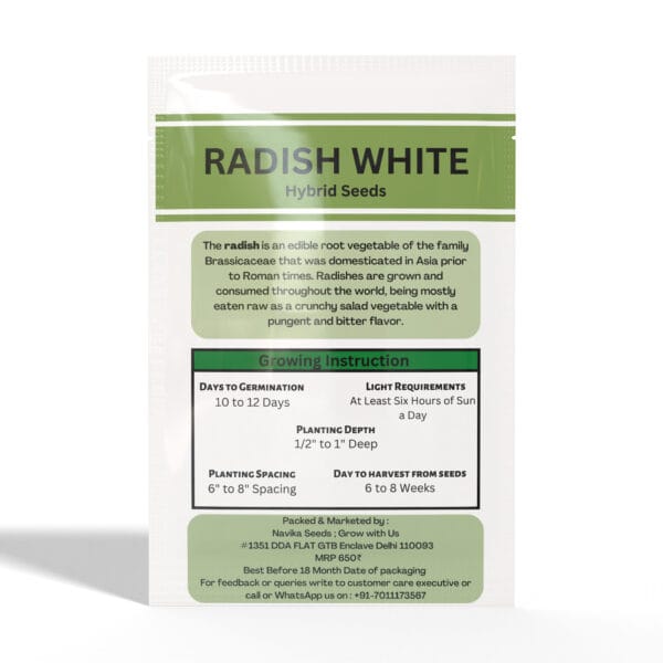 Radish-White - Image 2
