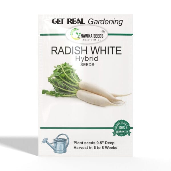 Radish-White