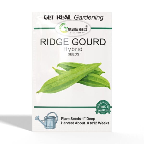 Ridge-Gourd