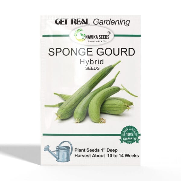 Sponge-Gourd