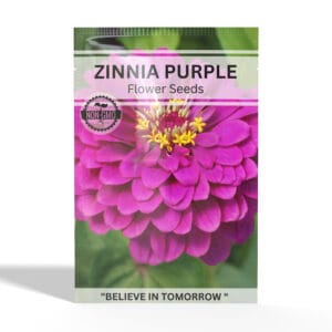 Zinnia-Purple